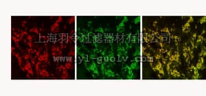 merck millipore,默克密理博,MAB5504,Anti-Vesicular Glutamate Transporter 2 Antibody