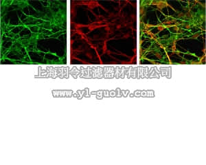 merck millipore,默克密理博,AB2253,Anti-Doublecortin Antibody