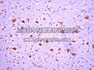 merck millipore,默克密理博,AB2255,Anti-GABA B Receptor R2 Antibody