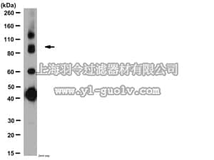merck millipore,默克密理博,AB2256,Anti-GABA B Receptor R1 Antibody