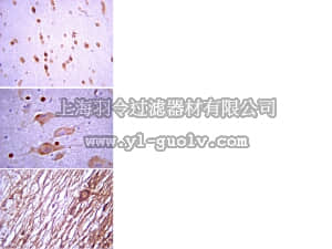 merck millipore,默克密理博,AB2257,Anti-Vesicular GABA Transporter Antibody