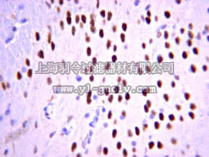merck millipore,默克密理博,AB2261,Anti-Tbr1 Antibody