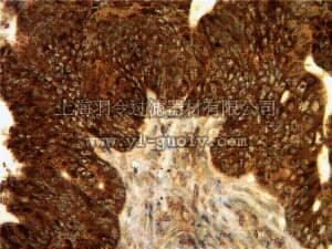 merck millipore,默克密理博,AB2265,Anti-VPAC1 Antibody