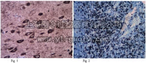 merck millipore,默克密理博,AB2266,Anti-VPAC2 Antibody