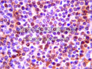 merck millipore,默克密理博,AB2267,Anti-LCN2 Antibody