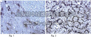 merck millipore,默克密理博,AB2268,Anti-CALHM1 Antibody