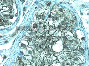 merck millipore,默克密理博,AB2272,Anti-ZO-1 Antibody