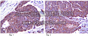 merck millipore,默克密理博,AB2273,Anti-ZO-2 Antibody