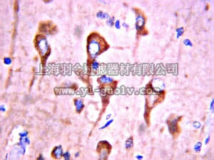 merck millipore,默克密理博,AB2280,Anti-Neurotrimin Antibody