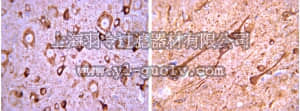 merck millipore,默克密理博,AB2283,Anti-Tbr2 Antibody