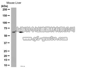 merck millipore,默克密理博,AB2284,Anti-RBP-jk Antibody
