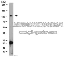 merck millipore,默克密理博,AB2285,Anti-Glutamate Receptor Delta 1/2 Antibody