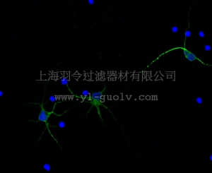 merck millipore,默克密理博,AB2290A4,Anti-MAP2, Alexa Fluor 488 Conjugate Antibody