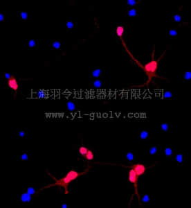 merck millipore,默克密理博,AB2290C3,Anti-MAP2, Cy3 Conjugate Antibody