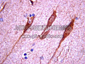 merck millipore,默克密理博,AB2291,Anti-Choline acetylase Antibody