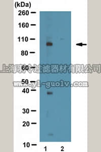merck millipore,默克密理博,AB2292,Anti-phospho GluR1 (Thr840) Antibody
