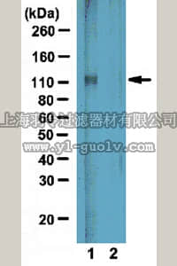 merck millipore,默克密理博,AB2297,Anti-phospho GluR2 (Tyr876) Antibody