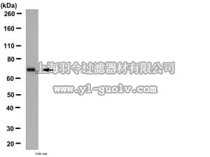 merck millipore,默克密理博,AB2298,Anti-BMAL1 Antibody