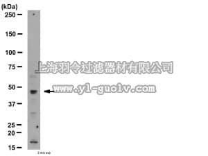 merck millipore,默克密理博,AB2299,Anti-NR2E3 Antibody