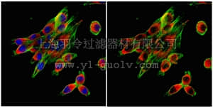 merck millipore,默克密理博,AB2301,Anti-Calnexin Antibody