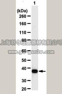 merck millipore,默克密理博,AB2302,Anti-GAPDH Antibody