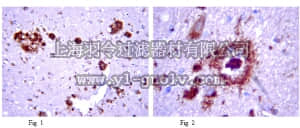 merck millipore,默克密理博,AB2500,Anti-Amyloid beta A4 protein Antibody