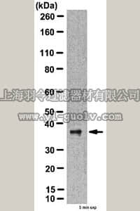 merck millipore,默克密理博,AB2953,Anti-ATG3 Antibody