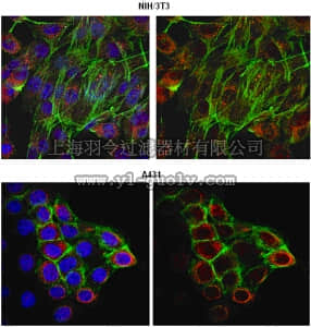 merck millipore,默克密理博,AB2960,Anti-UVRAG Antibody