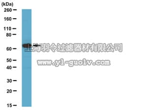 merck millipore,默克密理博,AB2962,Anti-N-WASP Antibody