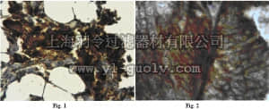 merck millipore,默克密理博,AB2963,Anti-MMP-3 Antibody, NT