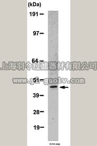 merck millipore,默克密理博,AB2964,Anti-MMP-12 Antibody, hinge region
