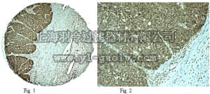 merck millipore,默克密理博,AB2965,Anti-TIMP-2 (CT) Antibody
