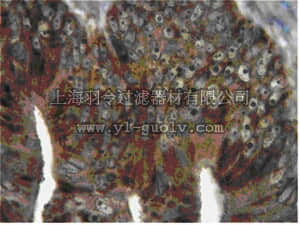 merck millipore,默克密理博,AB2970,Anti-MAP1LC3B2 Antibody