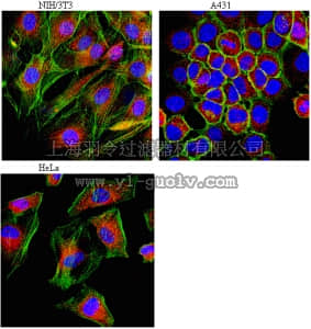 merck millipore,默克密理博,AB2971,Anti-LAMP-1 (CD107a) Antibody