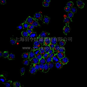 merck millipore,默克密理博,AB2979,Anti-Kindlin-3 Antibody