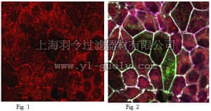 merck millipore,默克密理博,AB2980,Anti-Tricellulin Antibody