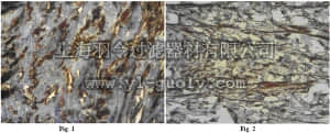 merck millipore,默克密理博,AB2984,Anti-Integrin beta-3 Antibody