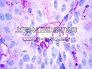 merck millipore,默克密理博,AB2988,Anti-LYVE1 Antibody
