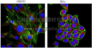 merck millipore,默克密理博,AB2989,Anti-Metadherin Antibody