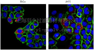 merck millipore,默克密理博,AB2991,Anti-p32 Antibody