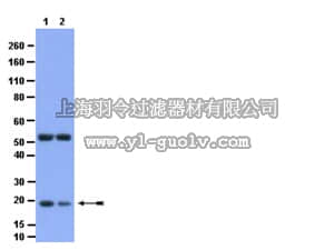 merck millipore,默克密理博,AB2994,Anti-Phospho-Bid (Ser65) Antibody