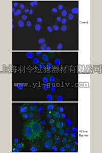 merck millipore,默克密理博,AB2999,Anti-BNIP3 Antibody