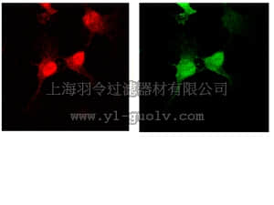 merck millipore,默克密理博,AB3080P,Anti-Green Fluorescent Protein Antibody