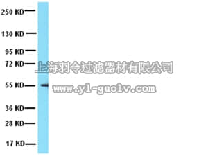 merck millipore,默克密理博,AB3201,Anti-Tubulin Antibody, Detyrosinated