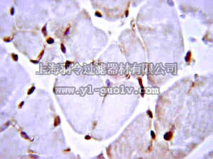 merck millipore,默克密理博,AB3239,Anti-Myostatin Antibody, Near CT