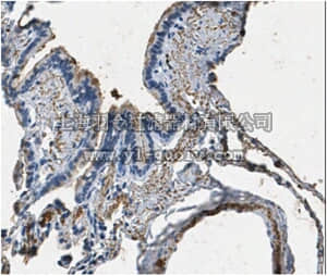 merck millipore,默克密理博,AB3420-I,Anti-Surfactant Protein A Antibody