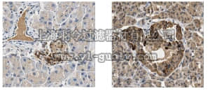 merck millipore,默克密理博,AB3503-I,Anti-PDX-1 Antibody
