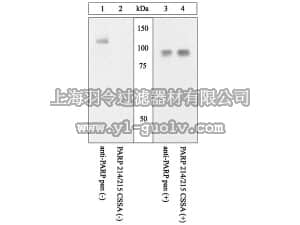 merck millipore,默克密理博,AB3565,Anti-PARP (214/215) cleavage site Antibody