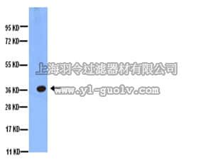 merck millipore,默克密理博,AB3594-200UL,Anti-Aquaporin 4 Antibody, CT