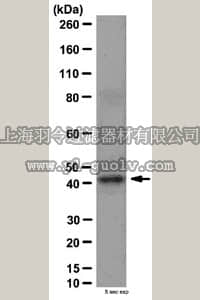 merck millipore,默克密理博,AB3713,Anti-phospho Stargazin (Ser239/Ser240) Antibody
